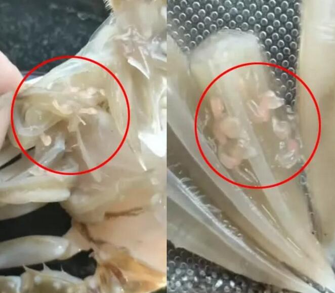 梭子蟹白色条状像蛔虫图片