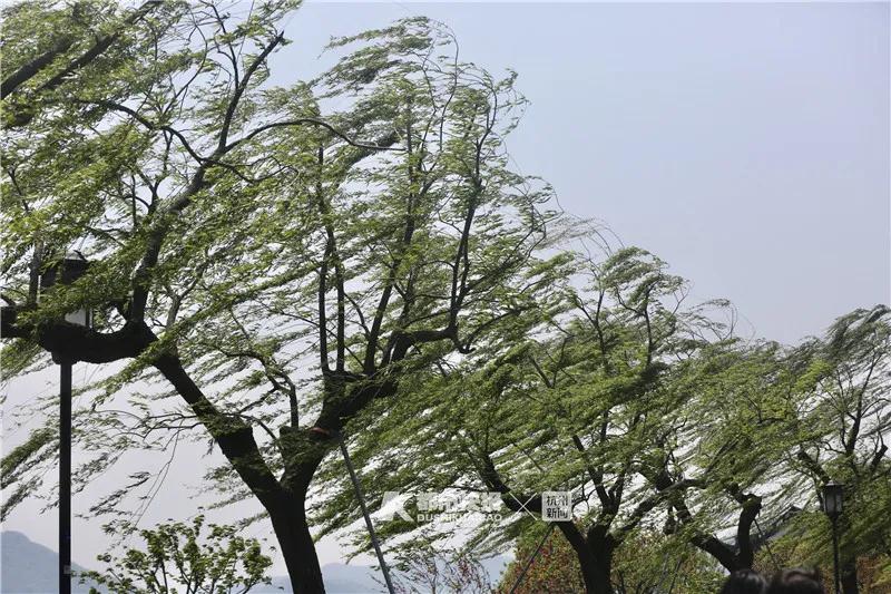 这会儿杭州正在刮大风南山路北山街眼睛都睁不开